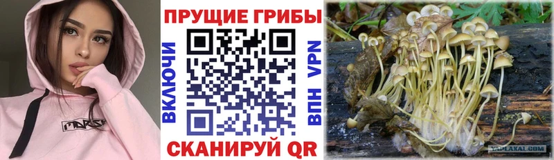 blacksprut вход  закладка  Городовиковск  Галлюциногенные грибы MAGIC MUSHROOMS 