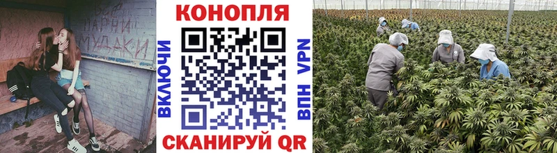 Марихуана White Widow  Городовиковск 